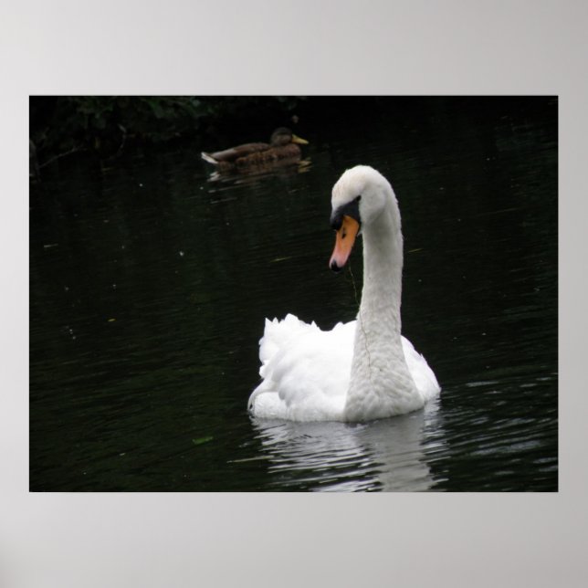 White Swan Poster (Front)