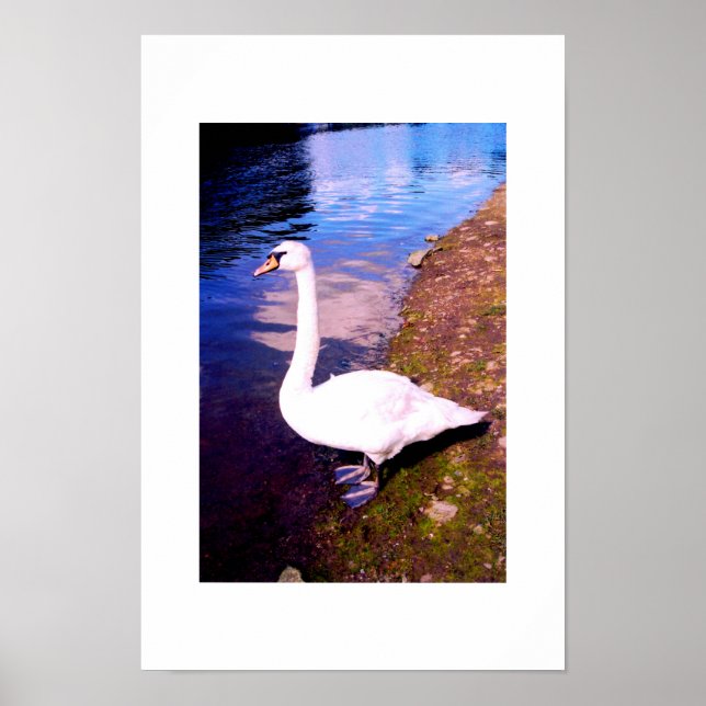 White swan poster (Front)