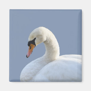 White Swan Refrigerator Magnet