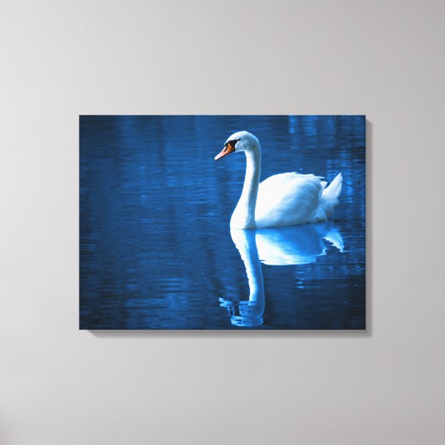 White Swan Swimming in a  Lake Canvas Print (Front)