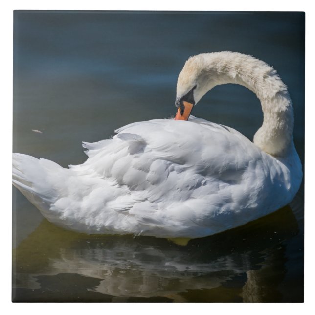 White swan up close ceramic tile (Front)