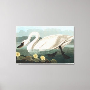 White Swan Watercolor ,John James Audubon Canvas Print