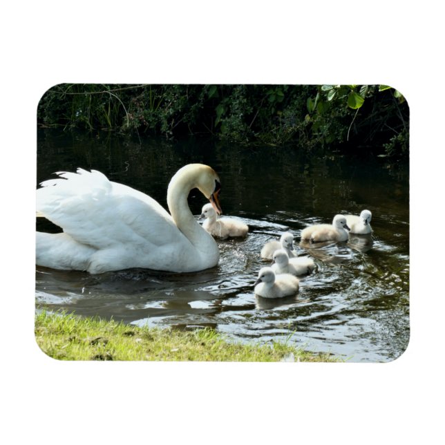 White Swan with Chicks Magnet (Horizontal)