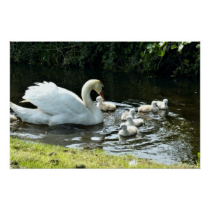 White Swan with Chicks Poster