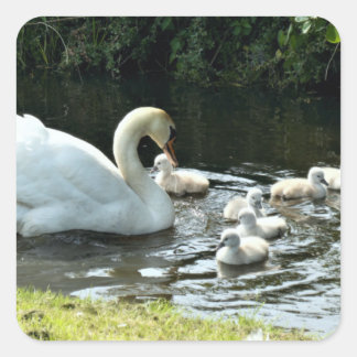 White Swan with Chicks Square Sticker