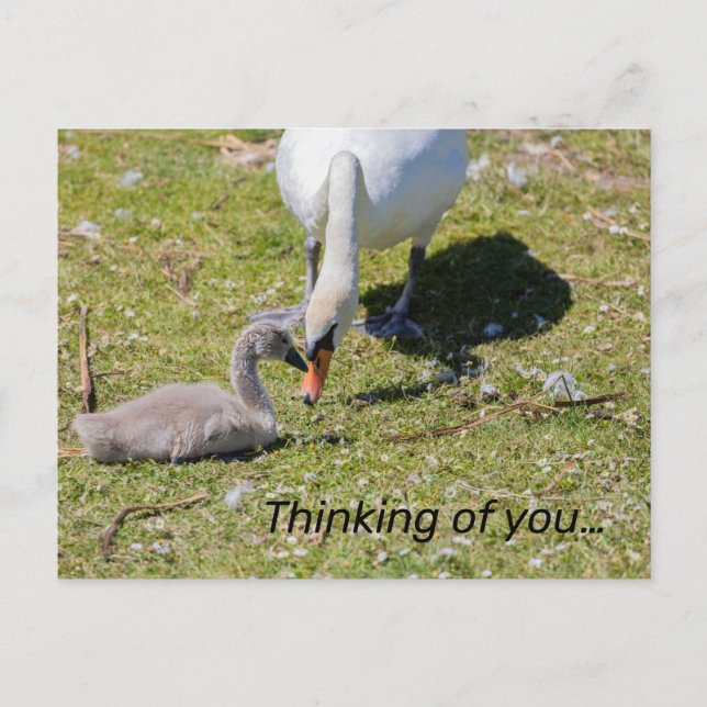 White Swan With Cygnet  Postcard (Front)