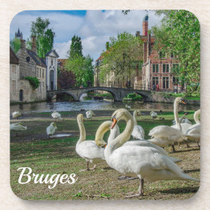 White swans in Bruges downtown Coaster