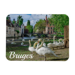 White swans in Bruges downtown Magnet