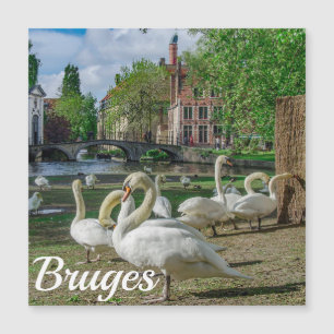 White swans in Bruges downtown Magnet