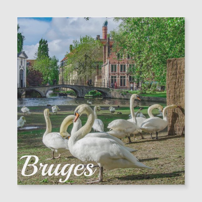 White swans in Bruges downtown Magnet (Front)