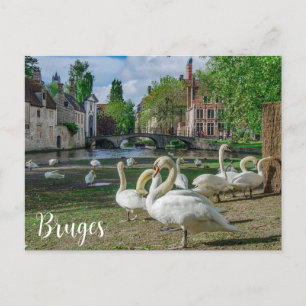 White swans in Bruges downtown Postcard