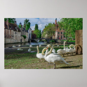 White swans in Bruges downtown Poster