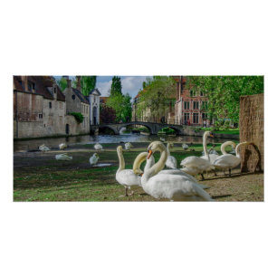 White swans in Bruges downtown Poster
