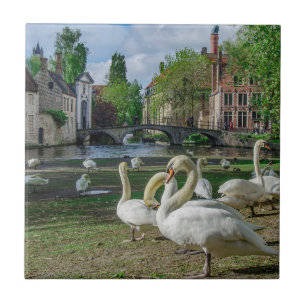 White swans in Bruges downtown Tile