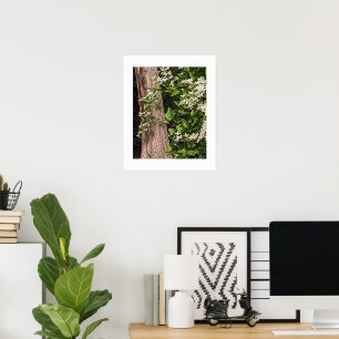White Sweet Autumn Clematis Floral Poster