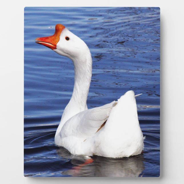 white swimming goose in blue water plaque (Front)