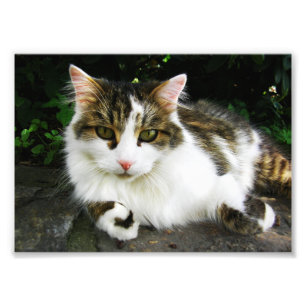 White Tabby Photo