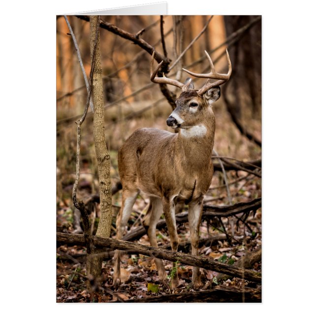 White Tail Deer Buck (Front)
