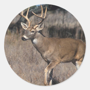 White Tail Deer Classic Round Sticker