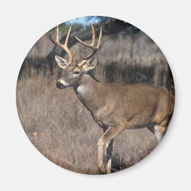 White Tail Deer Magnet (Front)