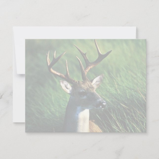 White-tailed Buck (Front)