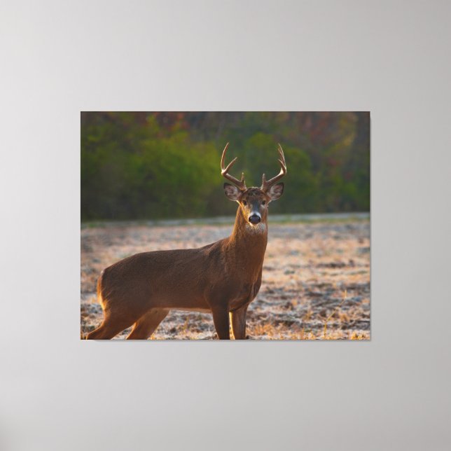 White-tailed Buck Canvas Print (Front)