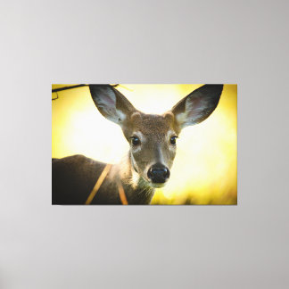 White-tailed Button Buck Canvas Print