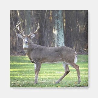 White tailed deer 2" magnet