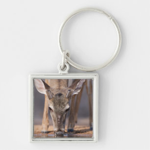 White tailed deer at waterhole keychain
