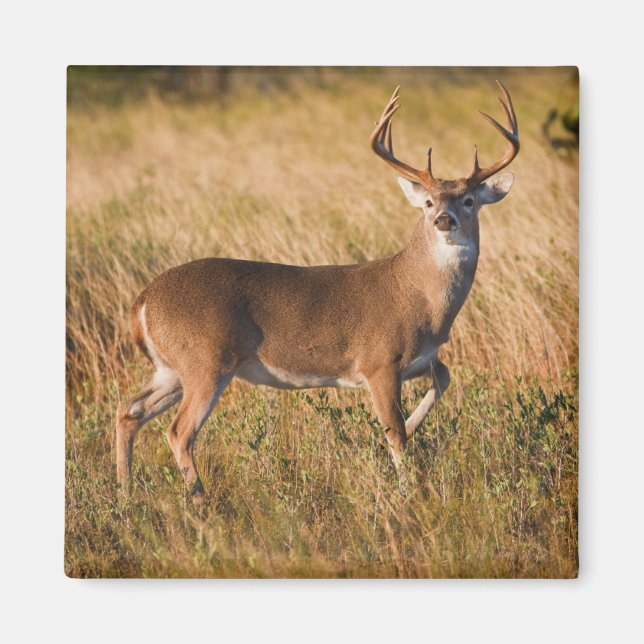 White-tailed Deer | Autumn in TX Magnet (Front)
