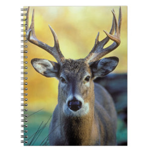 White-Tailed Deer Autumn Notebook
