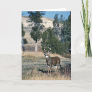 White-tailed deer buck card