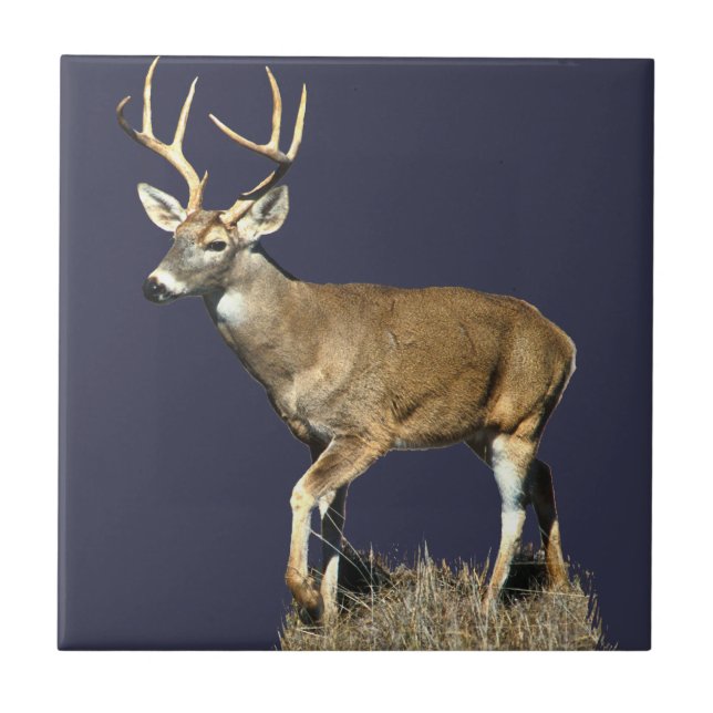 White Tailed Deer Buck Tile (Front)