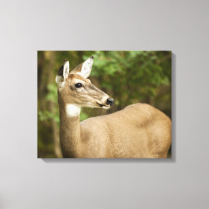 White Tailed Deer Canvas Print