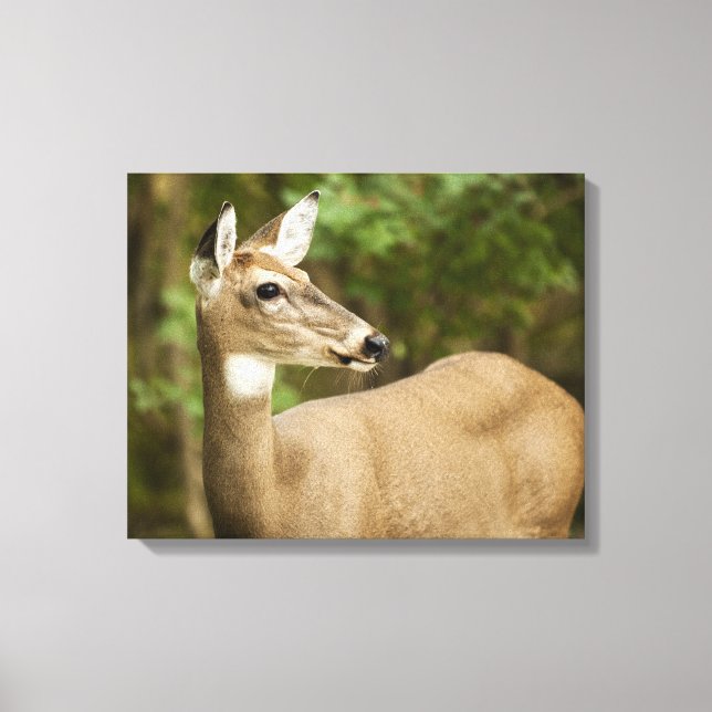 White Tailed Deer Canvas Print (Front)