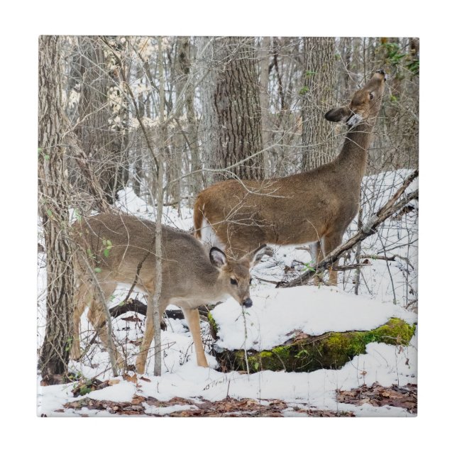 White-Tailed Deer Ceramic Photo Tile (Front)