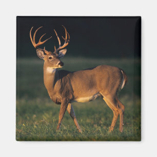 White-tailed Deer   Choke Canyon State Park, TX Magnet