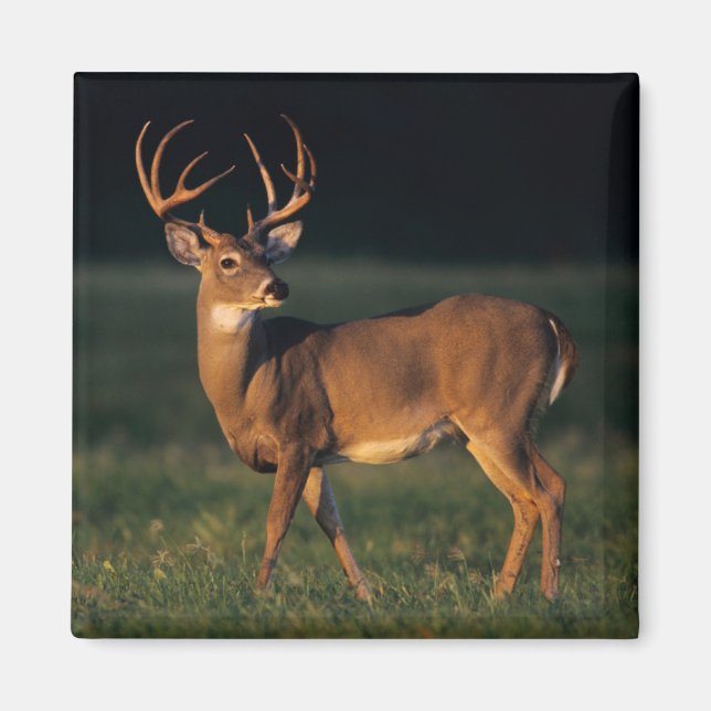 White-tailed Deer | Choke Canyon State Park, TX Magnet (Front)