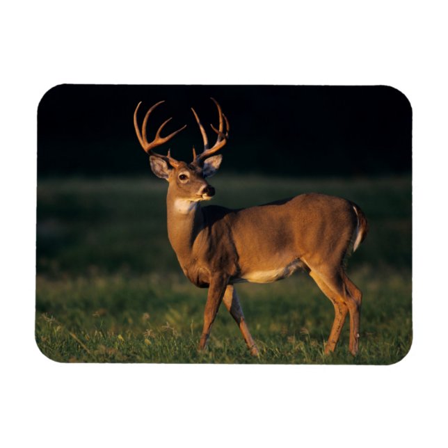 White-tailed Deer | Choke Canyon State Park, TX Magnet (Horizontal)