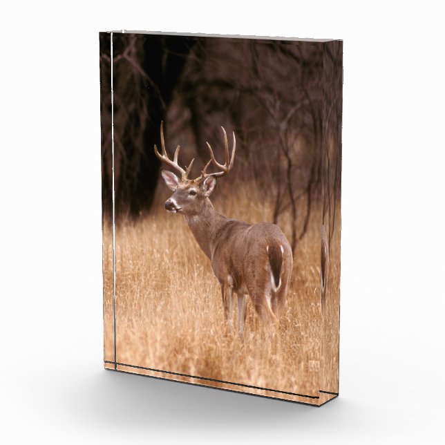 White Tailed Deer |  Choke Canyon State Park, TX Photo Block (Right)