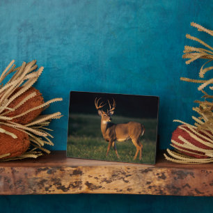 White-tailed Deer Choke Canyon State Park, TX Plaque