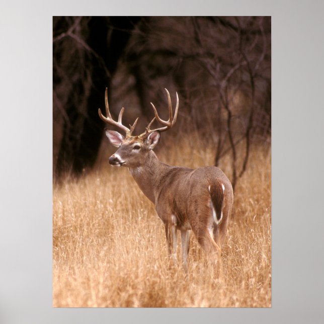 White Tailed Deer |  Choke Canyon State Park, TX Poster (Front)