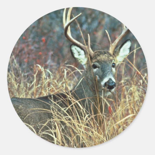 White-tailed Deer Classic Round Sticker (Front)