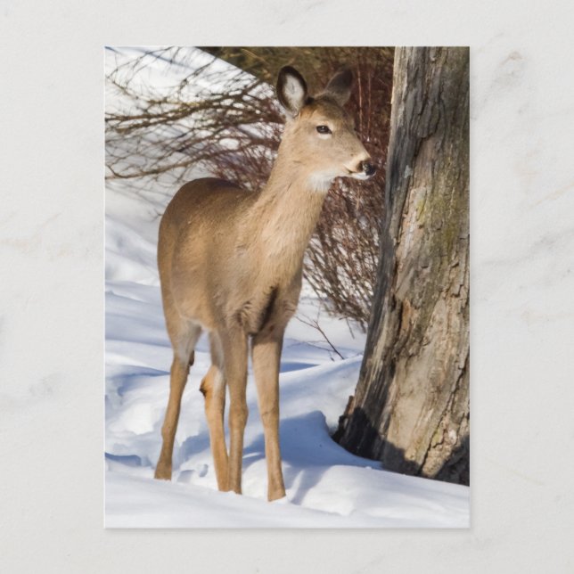 White-tailed Deer (Close Up) Postcard (Front)
