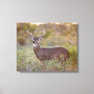 White-tailed Deer Fall in Texas Canvas Print
