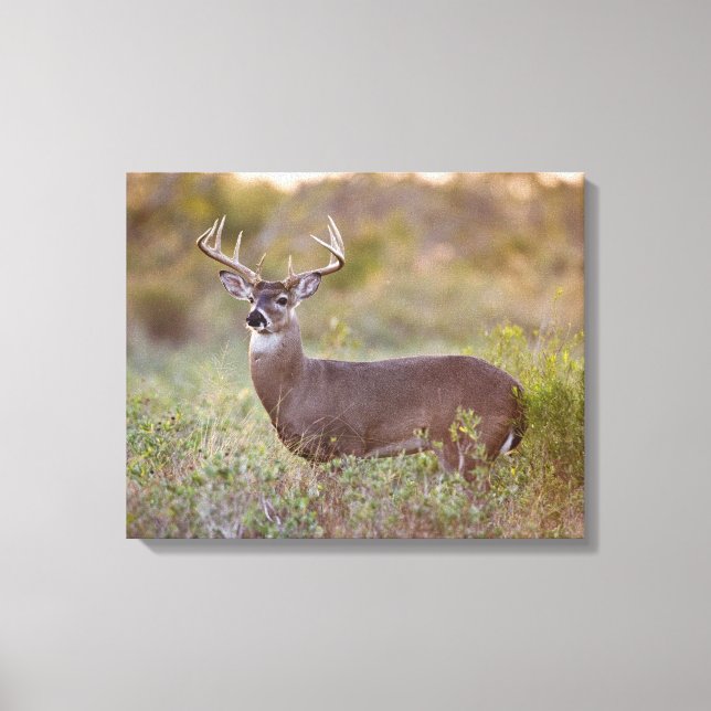 White-tailed Deer | Fall in Texas Canvas Print (Front)