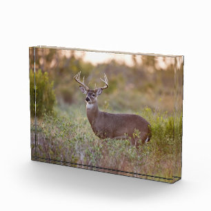 White-tailed Deer Fall in Texas Photo Block
