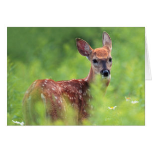 White-tailed Deer Fawn