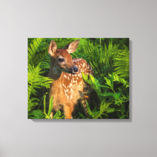 White-tailed Deer Fawn Minnesota Canvas Print