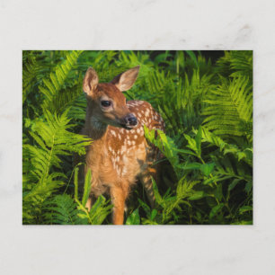 White-tailed Deer Fawn   Minnesota Postcard